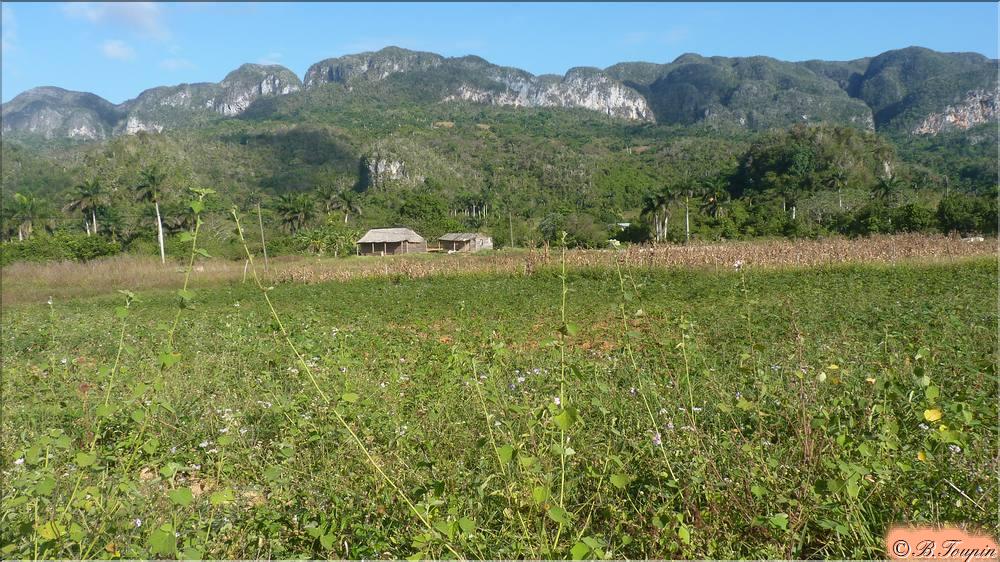 Les Mogotes de la Valle de Viales.