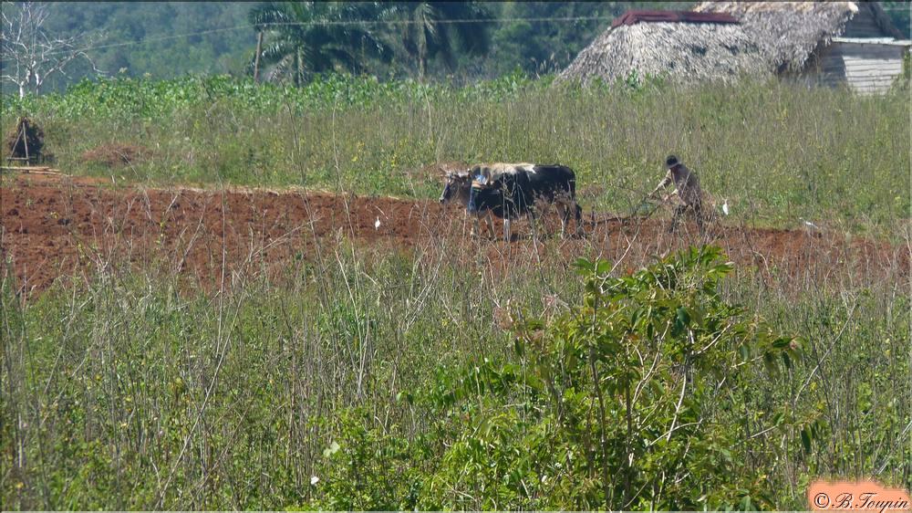 Travaux des champs