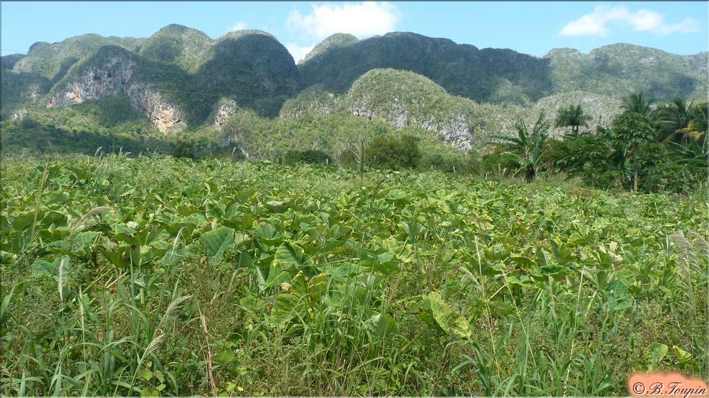 Mogote dans la plaine de Vinales