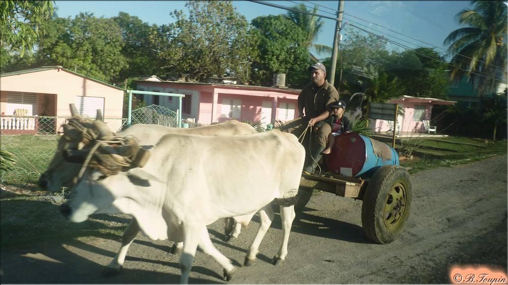 un char avec des boeufs 