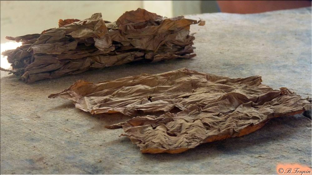 Feuilles de tabac sches