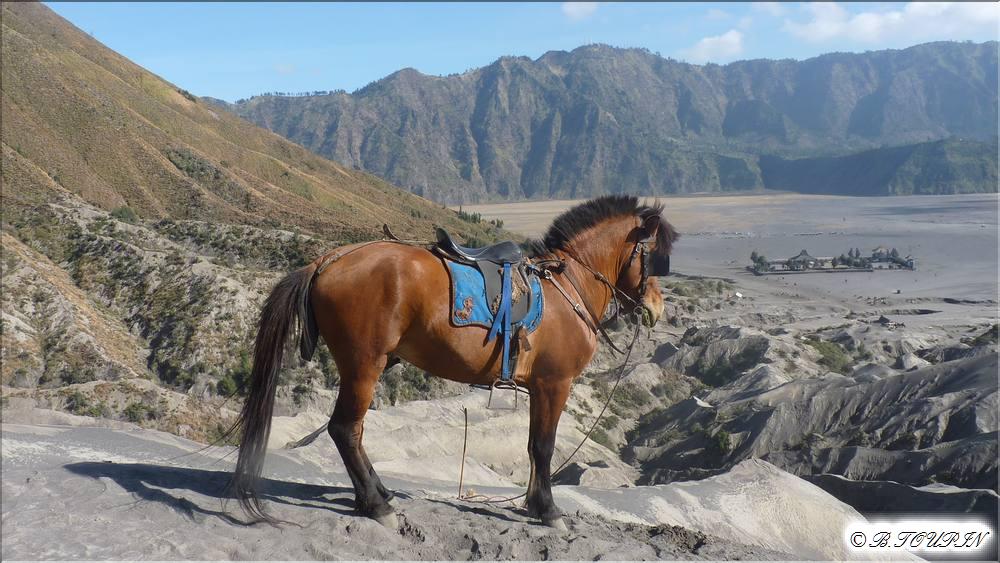 indonesie java le bromo : La caldeira du Tengger de 11km de diamtre