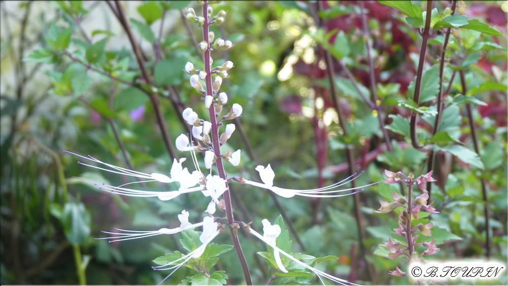 indonesie sumatra : Le pays BATAK Plante mdicinale moustaches de chat