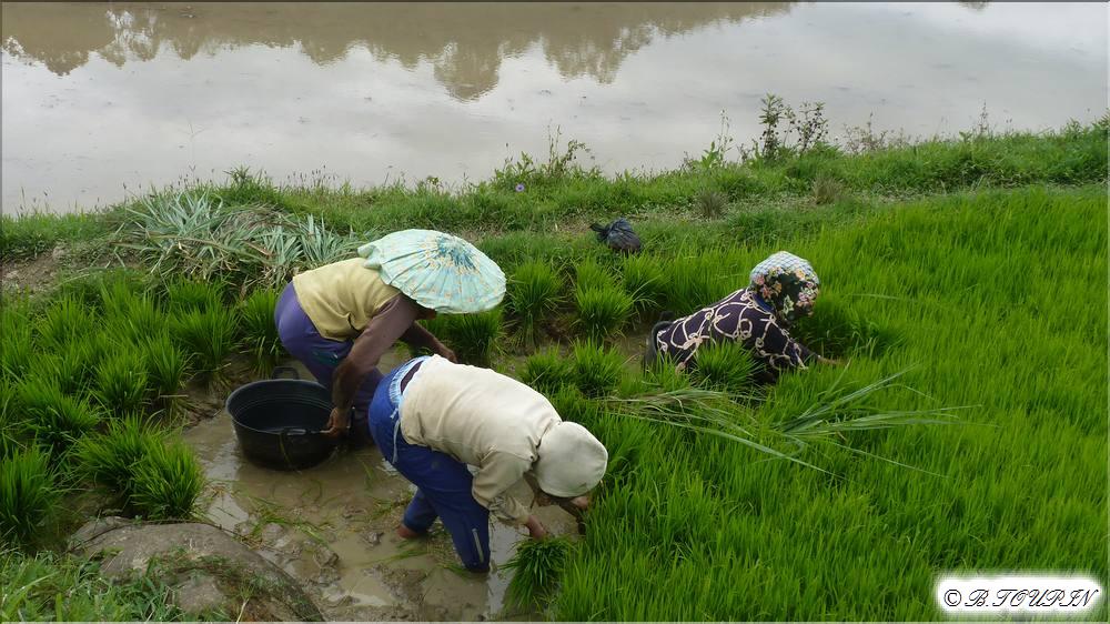  indonesie sulawesi Travail dans les ririres 