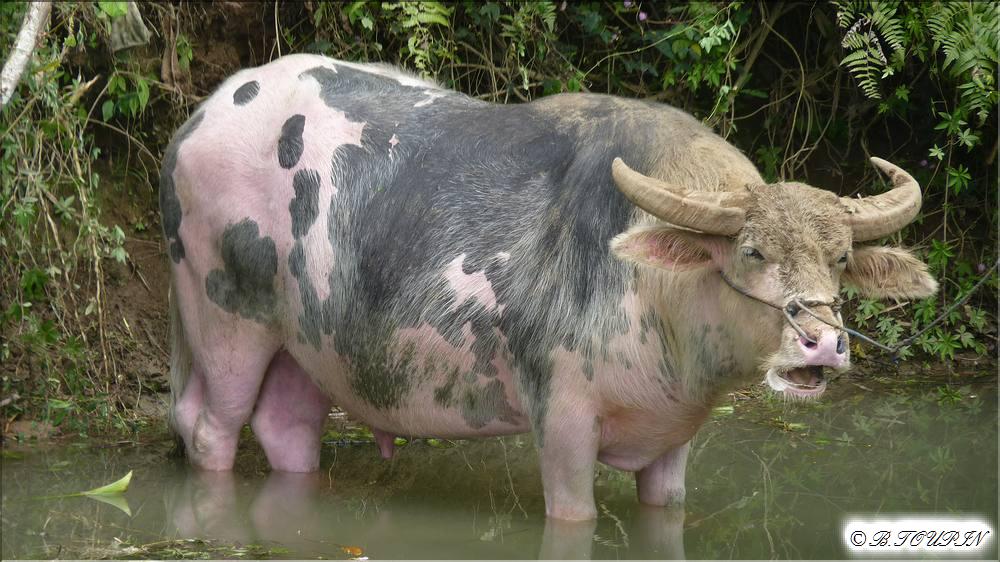 indonesie sulawesi :Un buffle albinos trs recherch. de grande valeur .