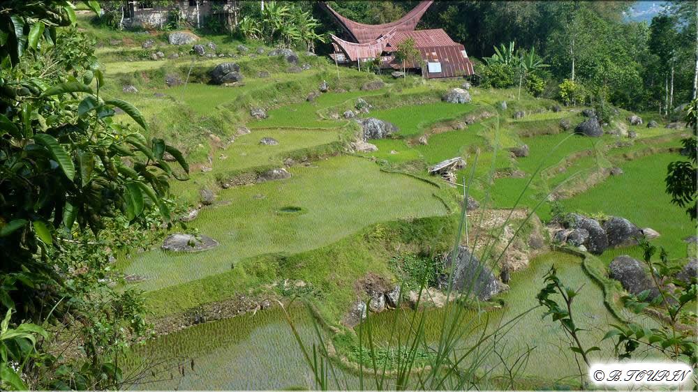 indonesie sulawesi : Paysage de montagne rizires etages.