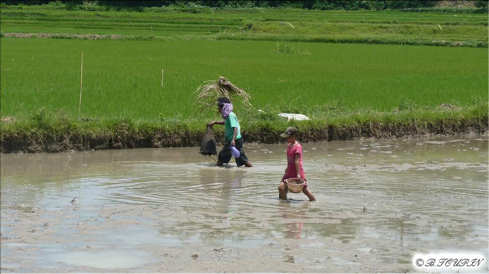 indonesie sulawesi : travail dans les rizires