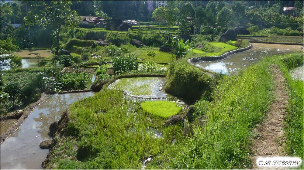 indonesie sulawesi : Paysage de montagne rizires tages.