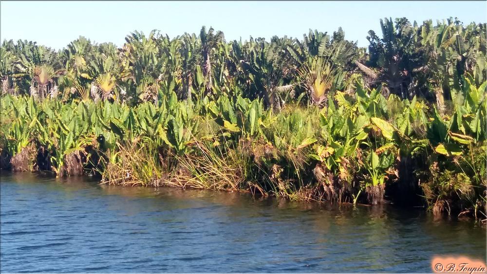 Le canal et sa vgtation. Arbres du voyageur