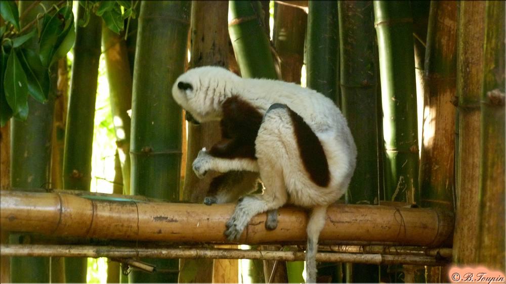 Le lmur Sifaka ou lmur danseur