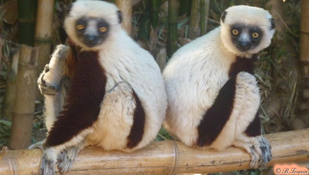 Le lmur Sifaka ou lmur danseur
