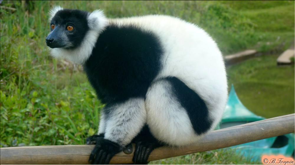 Lmur Vari noir et blanc
