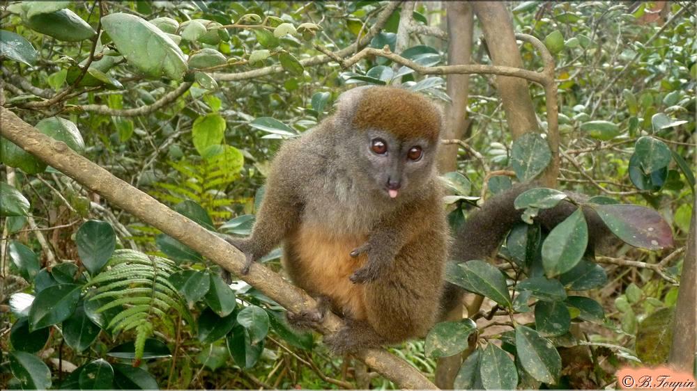 Hapalmur
