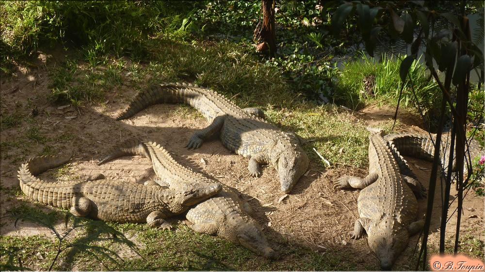 Crocodiles