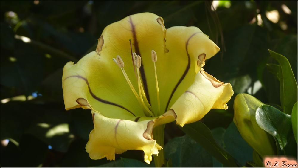 les fleurs Solandra nitida