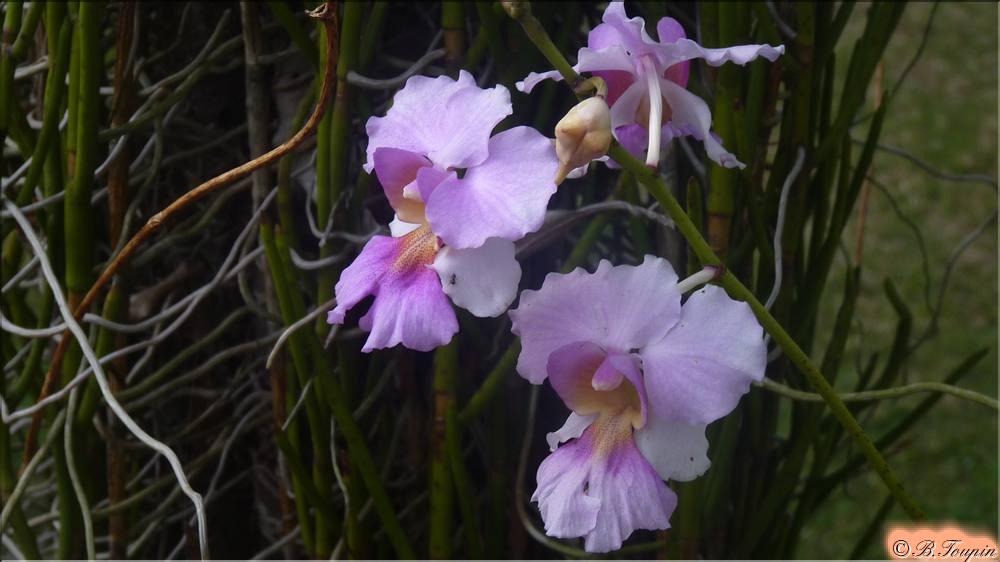 les fleurs Orchide famille des Catleya