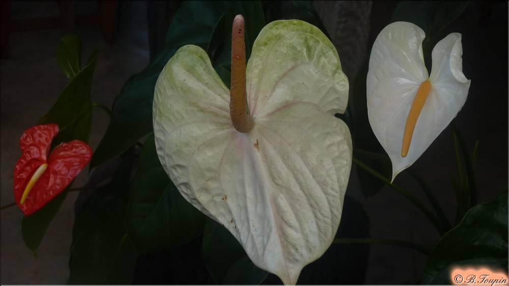 les fleurs Anthurium sauvage