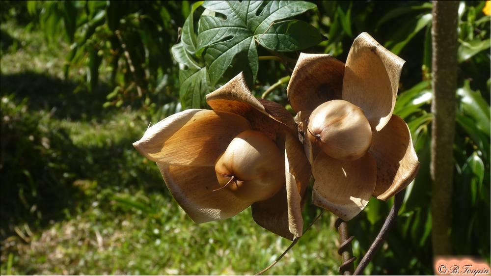 les fleurs Merremia tuberosa ou Rose des Bois