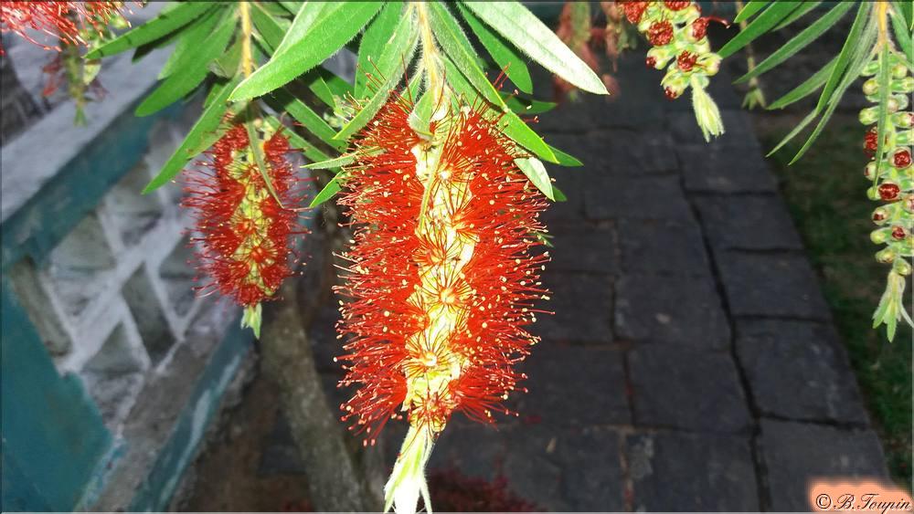 les fleurs Callistemon ou rince bouteille