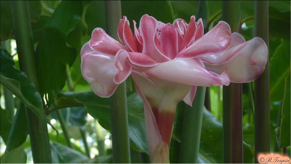 Rose de porcelaine 