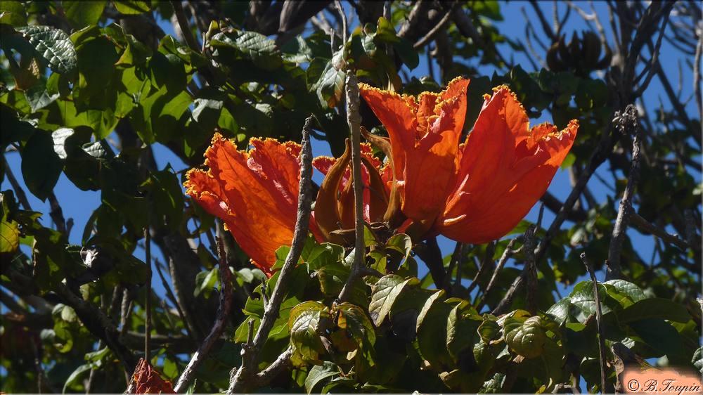 les fleurs