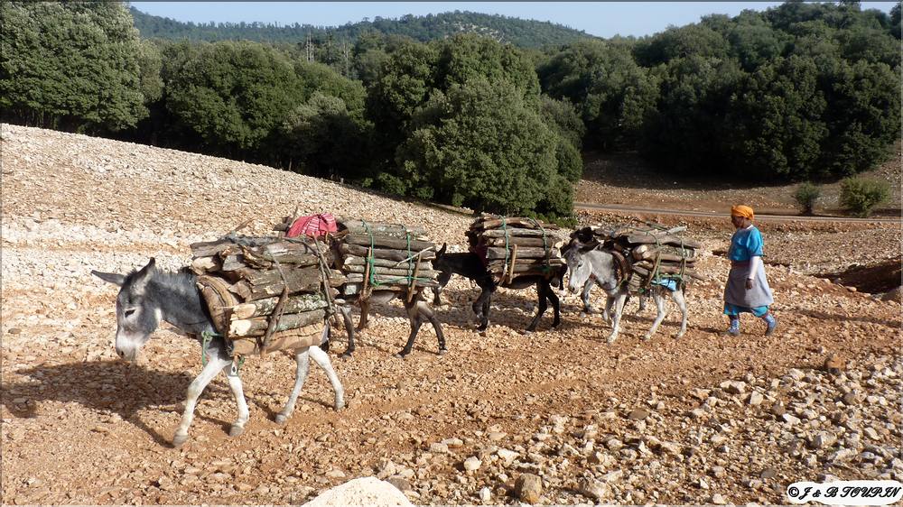 le plateau du Moyen Atlas 