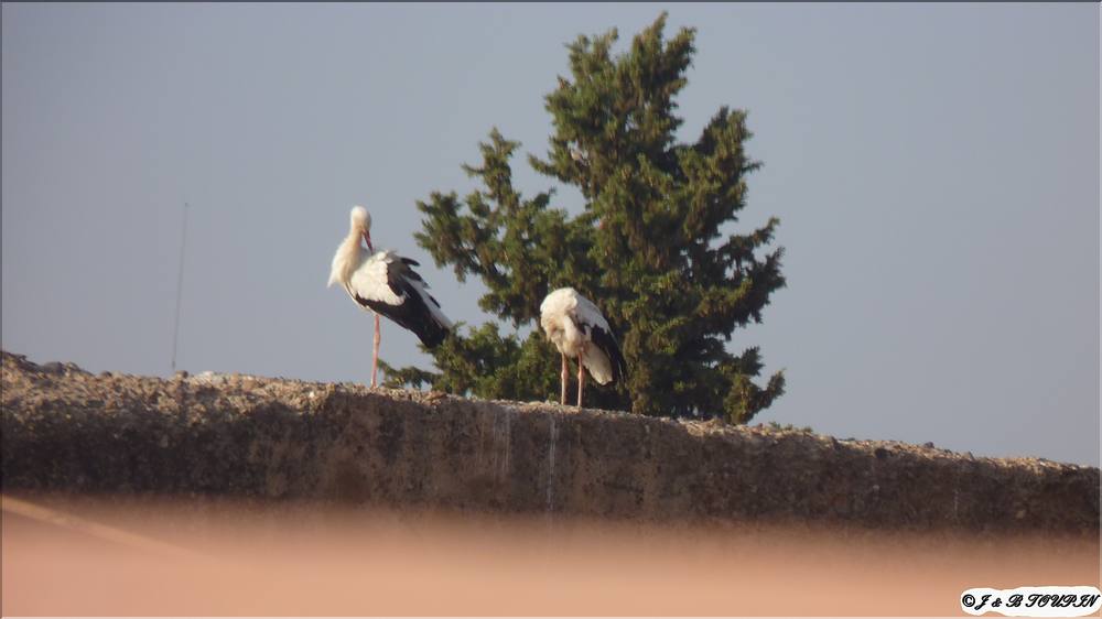 Marrakech - les cigognes 