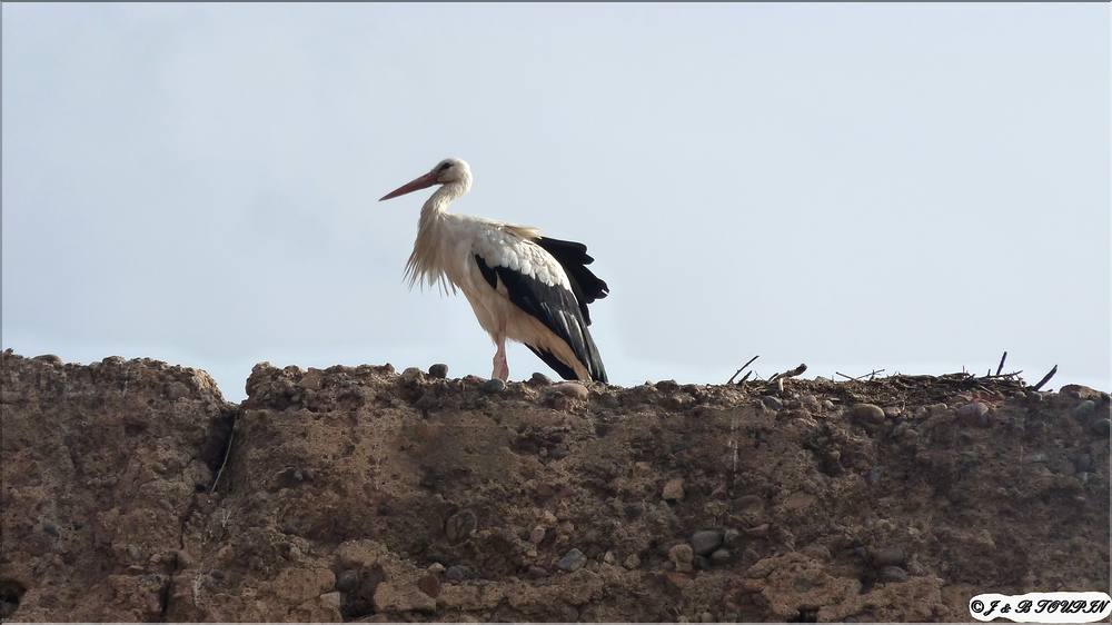 Marrakech - les cigognes