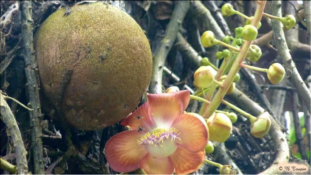 delta de l'ornoque Fleur et fruit du Couroupier