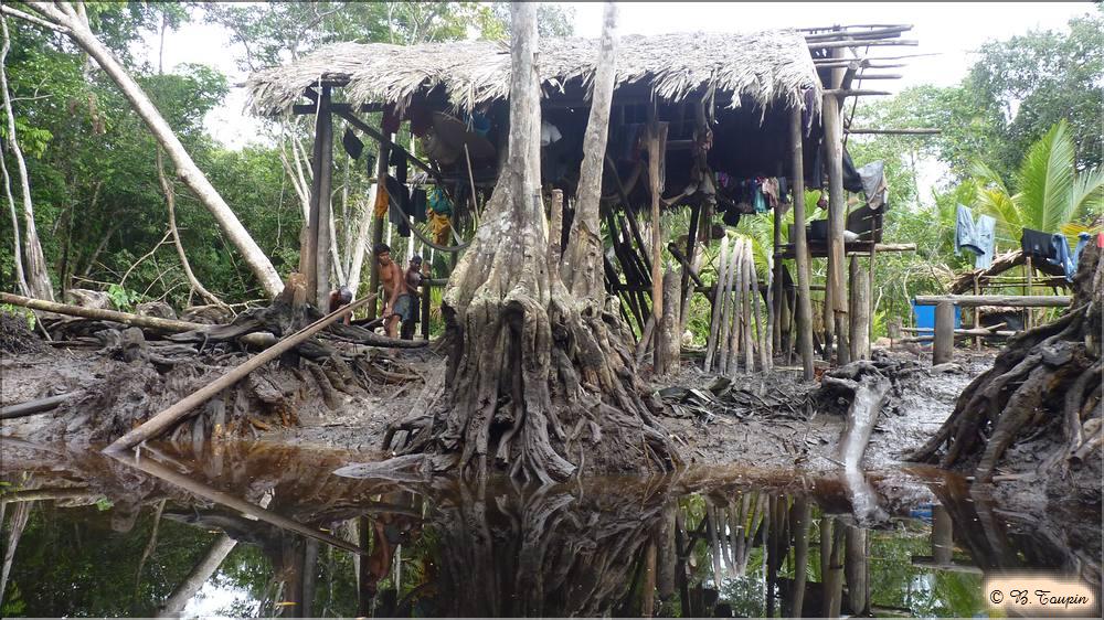 delta de l'ornoque La mangrove et ses reflets