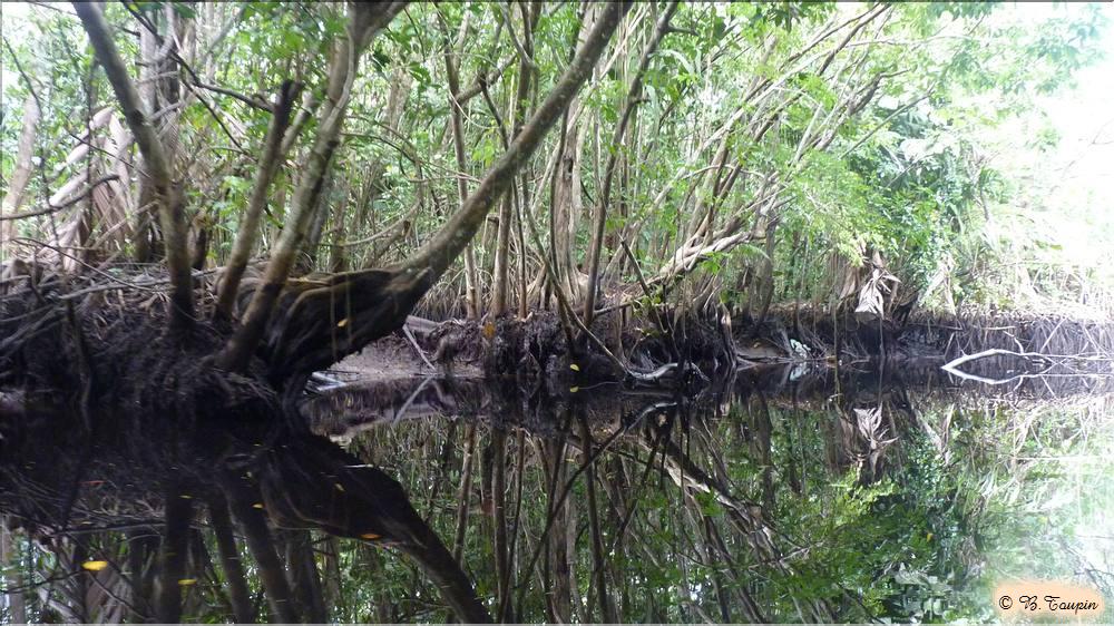 delta de l'ornoque La mangrove et ses reflets