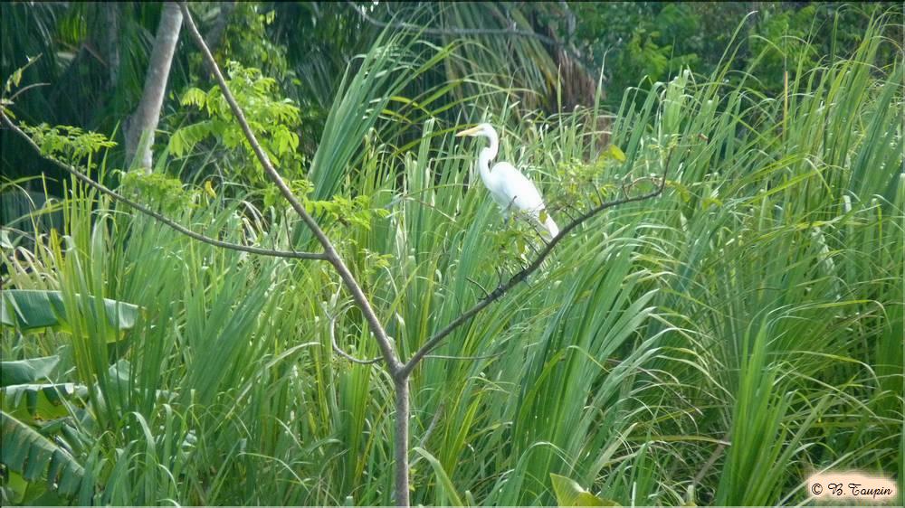 delta de l'ornoque un heron