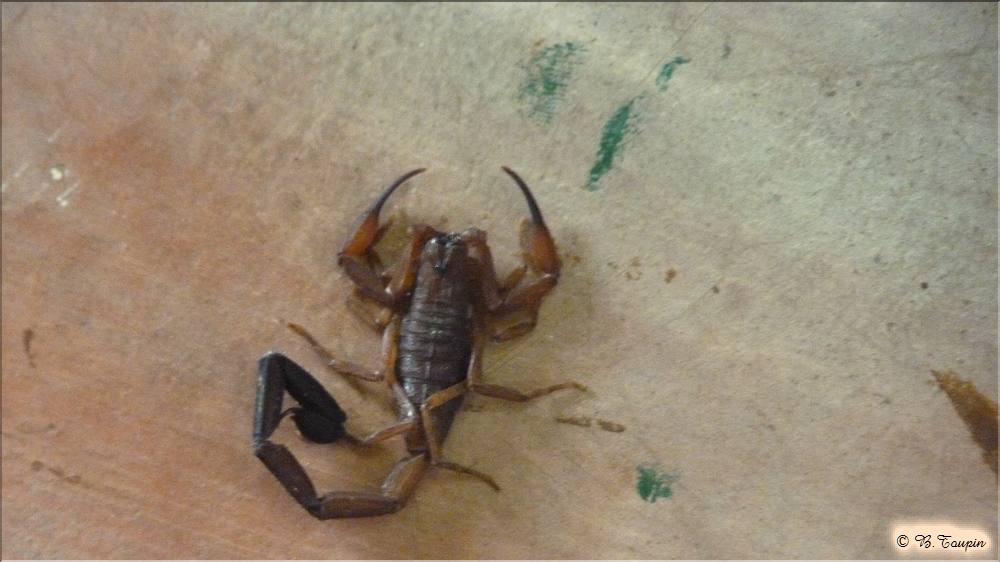 delta de l'ornoque un scorpion dans la chanbre
