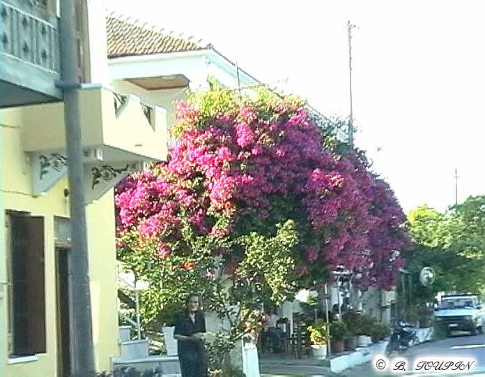 bougainvilliers en fleurs 